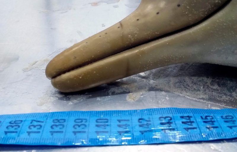 Filhotes foram encontrados na praia da Joaquina, em Florian&oacute;polis – Foto: R3 Animal/Divulga&ccedil;&atilde;o/ND