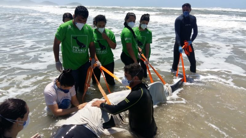 Animal foi encontrado por pescadores e moradores da regi&atilde;o – Foto: Reprodu&ccedil;&atilde;o/PMP/ND
