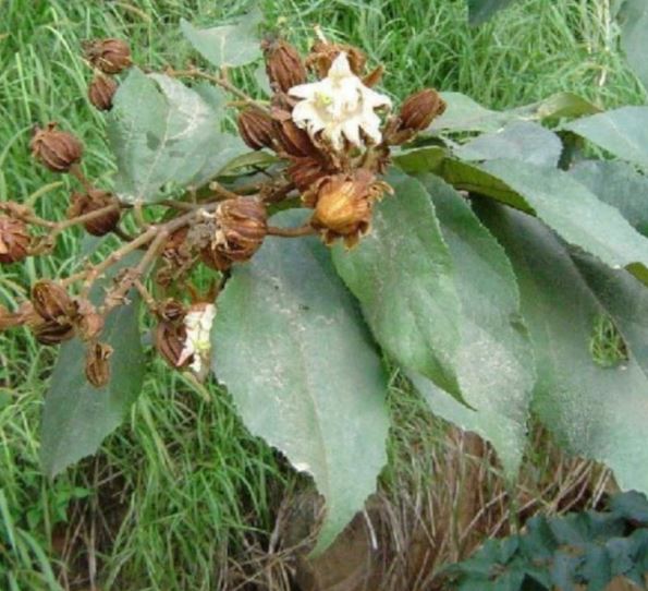 A&ccedil;oita Cavalo – Foto: Reprodu&ccedil;&atilde;o/Farm&aacute;cia da Natureza