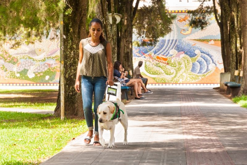 Quem se recusar a transportar os cães-guia pode ser multado em até R$ 5 mil – Foto: Henrique Almeida / UFSC