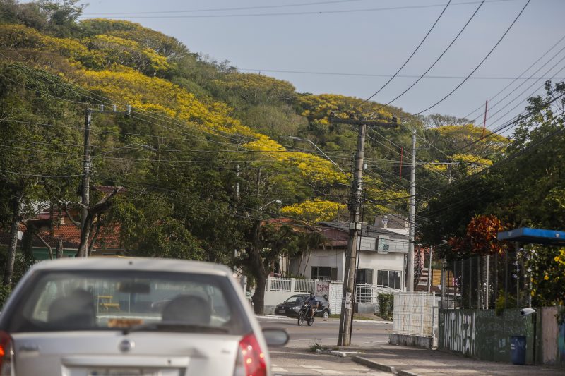 Guarapuvu embeleza as encostas da capital catarinense – Foto: Anderson Coelho/ND