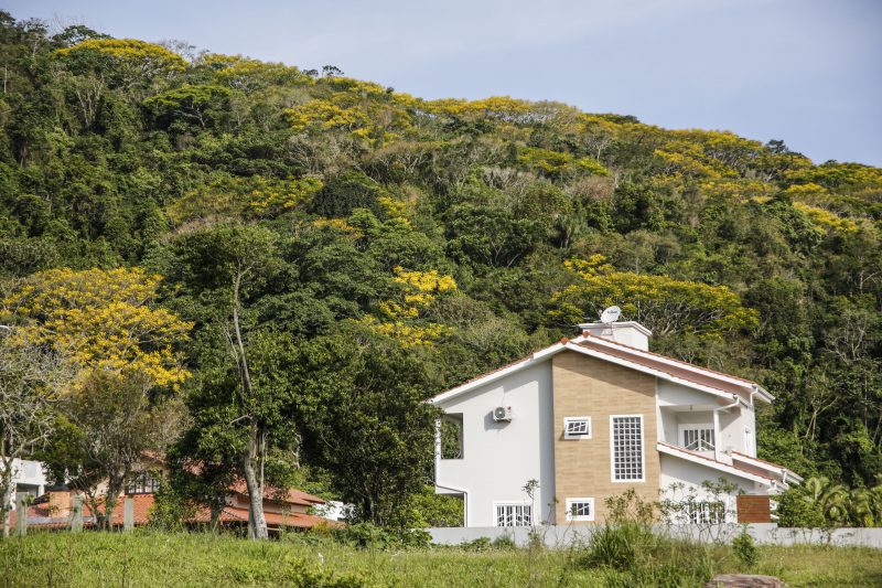Guarapuvu &eacute; um s&iacute;mbolo da cidade de Florian&oacute;polis – Foto: Anderson Coelho/ND