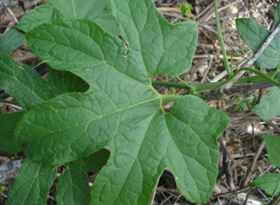 Abobrinha do Mato ou Tajuj&aacute; – Foto: Reprodu&ccedil;&atilde;o/AFloresta