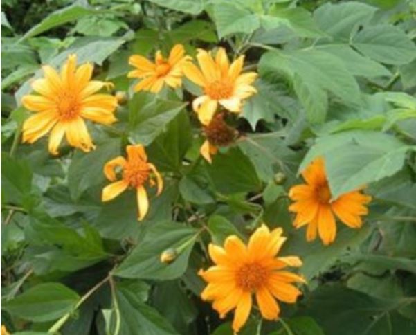 Girassol Mexicano – Foto: Reprodu&ccedil;&atilde;o/Farm&aacute;cia da Natureza