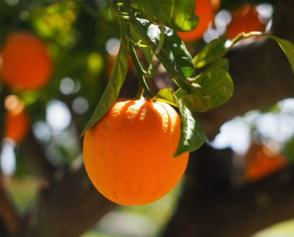 Laranja Amarga – Foto: Reprodu&ccedil;&atilde;o/Farm&aacute;cia da Natureza