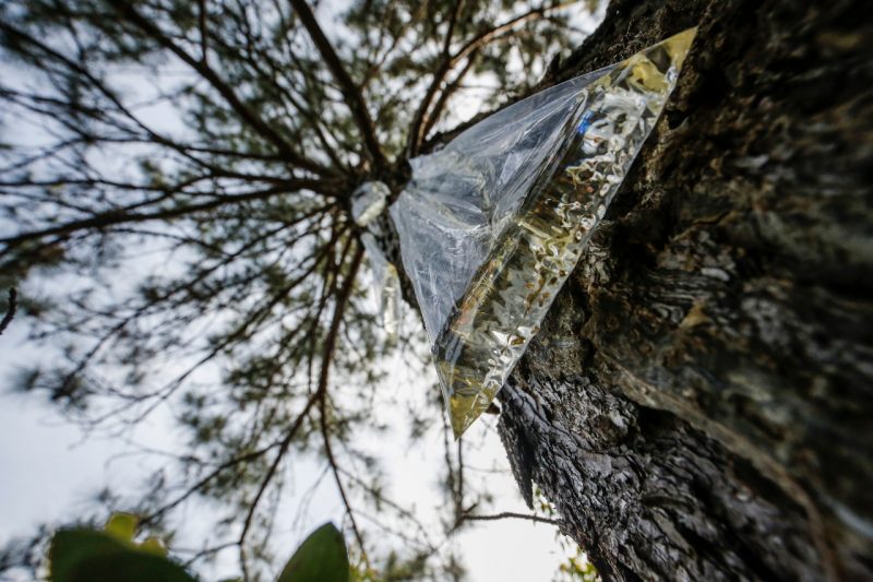 H&aacute; coleta de resina em dezenas de &aacute;rvores. A pr&aacute;tica &eacute; proibida – Foto: Anderson Coelho/ND