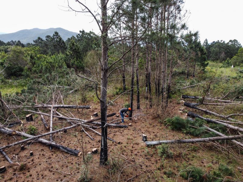Onde h&aacute; pinheiros a vegeta&ccedil;&atilde;o nativa desaparece – Foto: Anderson Coelho/ND