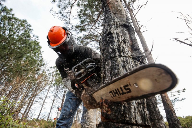 Durante duas semanas ser&atilde;o eliminados 14 hectares de pinus – Foto: Anderson Coelho/ND