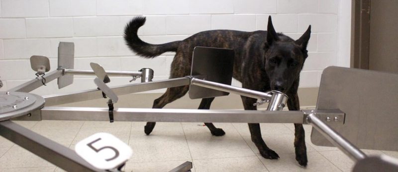 Cachorro é treinado na Universidade da Pensilvânia, nos Estados Unidos, para identificar amostras de suor e saliva de pessoas acometidas de Covid-19 – Foto: Divulgação/Escola de Medicina Veterinária / Universidade da Pensilvânia/ND
