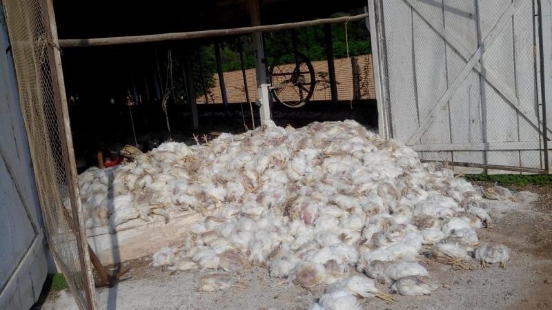 Aves morreram por conta do calor – Foto: Romeu de Oliveira/Arquivo pessoal/ND