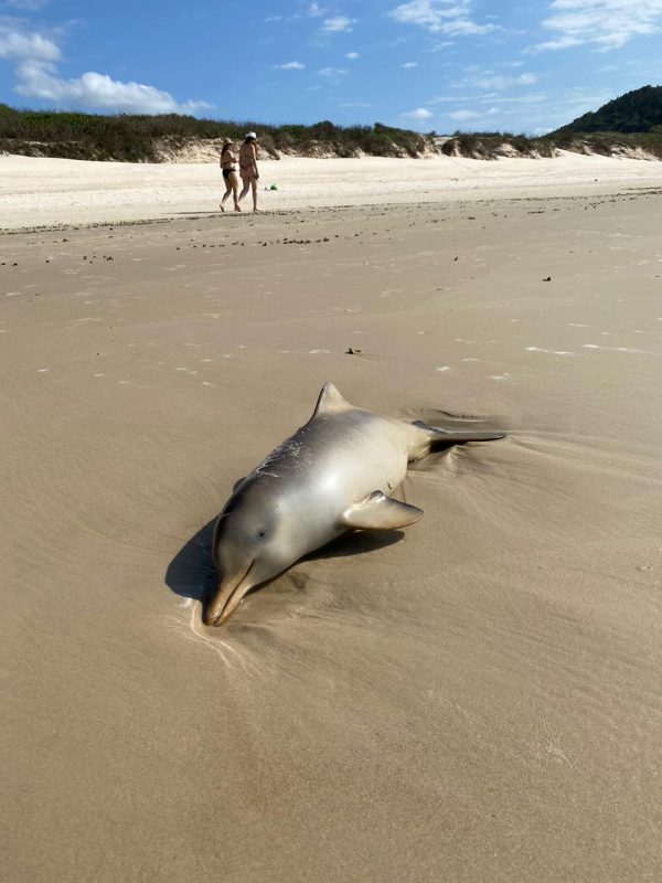 Dois filhotes de toninha s&atilde;o encontrados na Praia da Joaquina – Foto: Divulga&ccedil;&atilde;o/R3 Animal