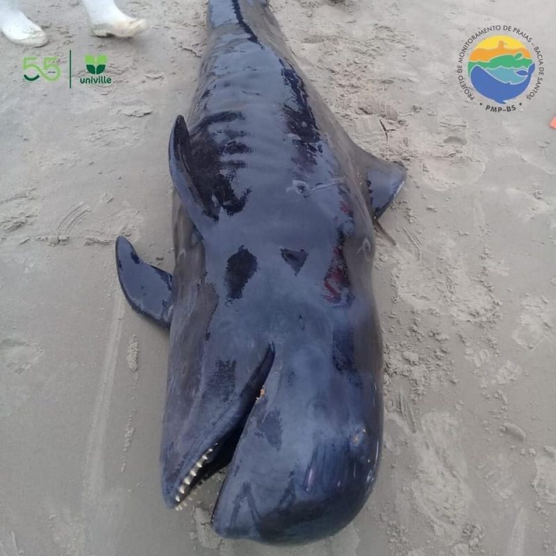 Golfinho foi registrado pela primeira vez no Norte catarinense – Foto: PMP-BC/Divulga&ccedil;&atilde;o/ND