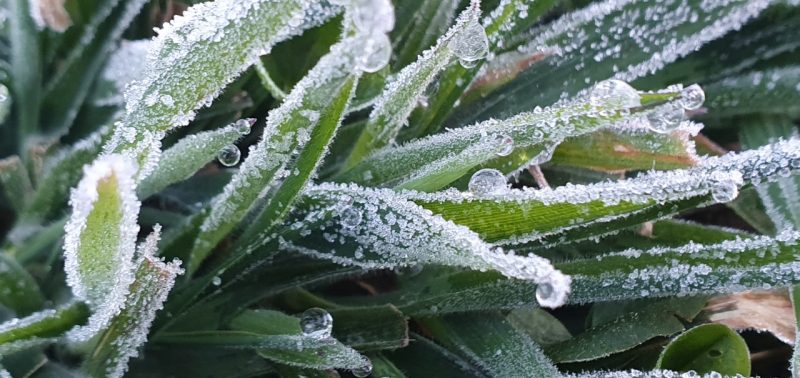 No ano, foi registrada uma geada em janeiro, tr&ecirc;s em fevereiro, uma em mar&ccedil;o, 19 em abril, 21 em maio, 15 em junho, 19 em julho, 20 em agosto, oito em setembro, e esta &eacute; a quinta no m&ecirc;s de outubro – Foto: Mycchel Legnaghi/S&atilde;o Joaquim Online