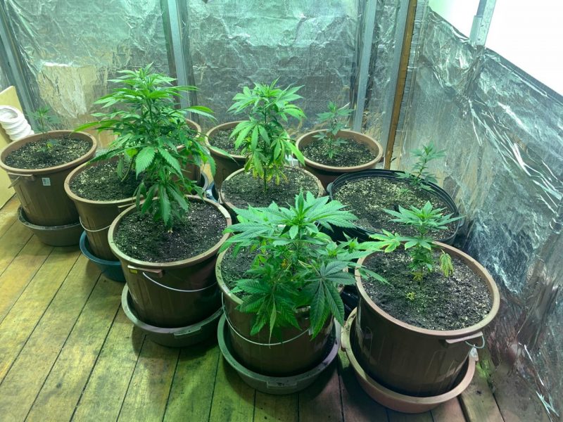 Planta&ccedil;&atilde;o de “supermaconha” &eacute; confiscada pela pol&iacute;cia em dois bairros de Itaja&iacute;. – Foto: DIC Itaja&iacute;