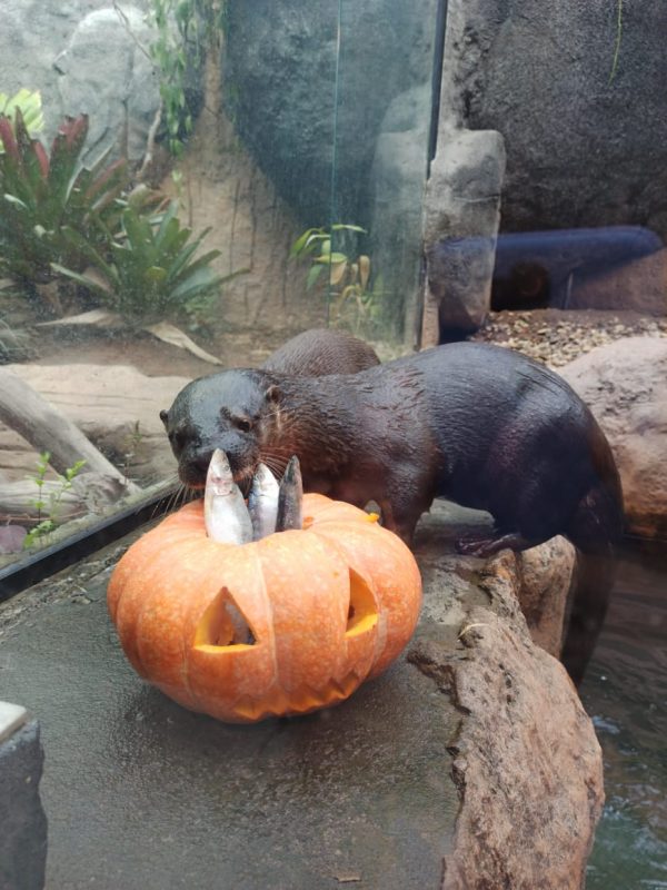 A ab&oacute;bora, s&iacute;mbolo do Halloween, ser&aacute; utilizada no enriquecimento ambiental. – Foto: Divulga&ccedil;&atilde;o/Oceanic Aquarium