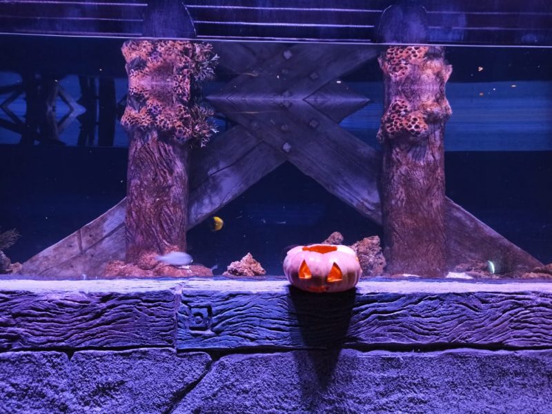 A decora&ccedil;&atilde;o “assustadora” tamb&eacute;m faz parte da comemora&ccedil;&atilde;o do Dia das Bruxas do aqu&aacute;rio. – Foto: Divulga&ccedil;&atilde;o/Oceanic Aquarium