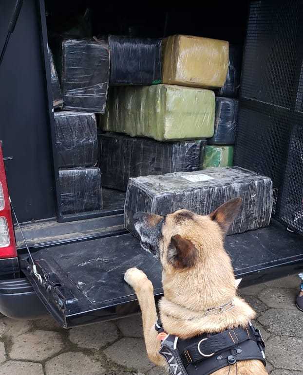 N&uacute;cleo de Opera&ccedil;&otilde;es com C&atilde;es atuou nas buscas – Foto: Divulga&ccedil;&atilde;o/Pol&iacute;cia Civil