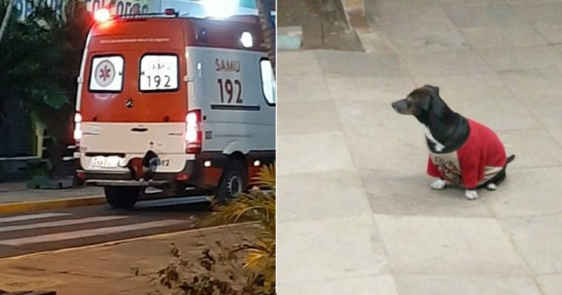 Cadelinha sobe no para-choque de ambul&acirc;ncia para conseguir acompanhar o dono at&eacute; o hospital – Foto: Reprodu&ccedil;&atilde;o/ND