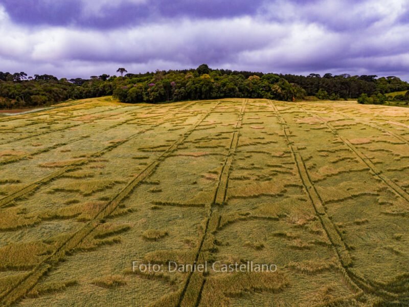 Internautas dividiram opini&otilde;es na web – Foto: Reprodu&ccedil;&atilde;o/Daniel Castellano