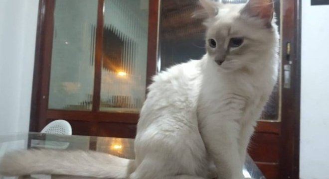 A gata é o primeiro animal a ter diagnóstico confirmado para o coronavírus no Brasil – Foto: Facebook/Reprodução