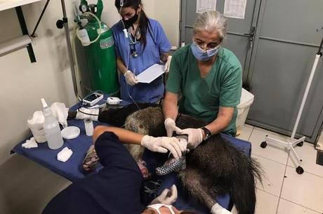 Pele de til&aacute;pia &eacute; usada no tratamento de animais com feridas ou queimaduras – Foto: Divulga&ccedil;&atilde;o/ND