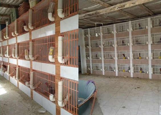 Cativeiro clandestino com 64 galos &eacute; descoberto em Tubar&atilde;o – Foto: PM/Divulga&ccedil;&atilde;o/ND