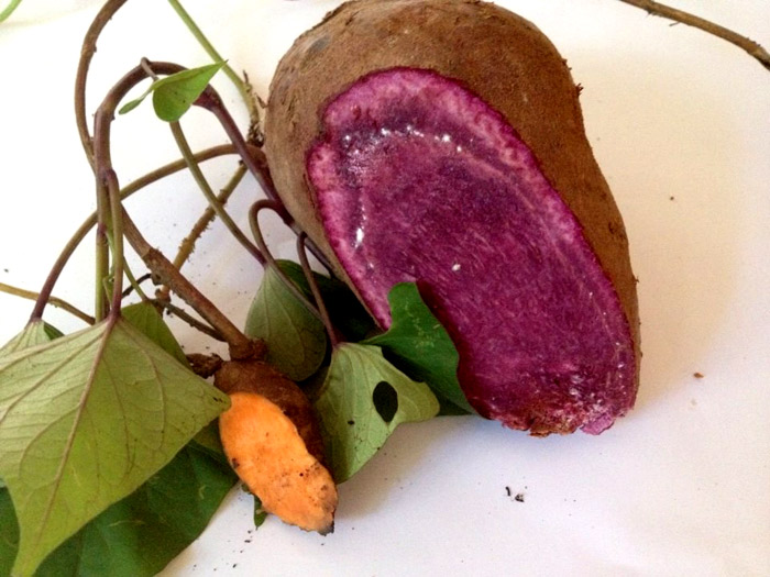 Batata Doce – Foto: Reprodu&ccedil;&atilde;o/Farm&aacute;cia da Natureza