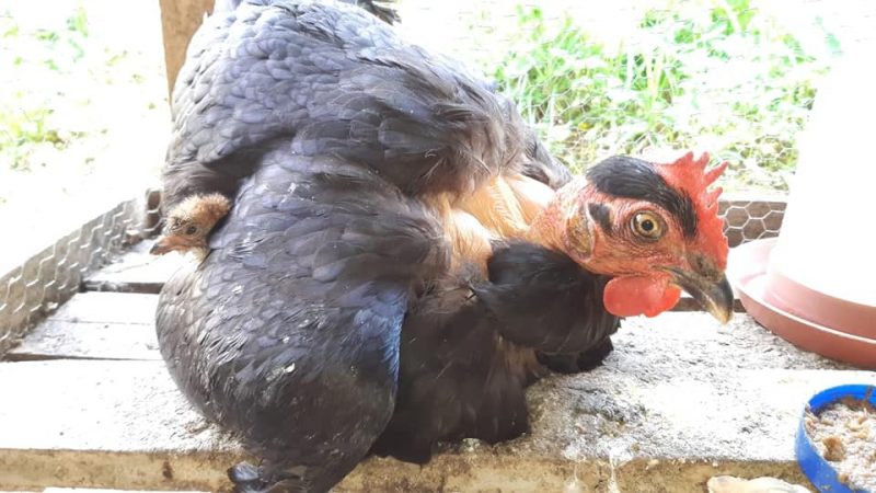 Galinha – Foto: Zoobot&acirc;nico de Brusque/Divulga&ccedil;&atilde;o