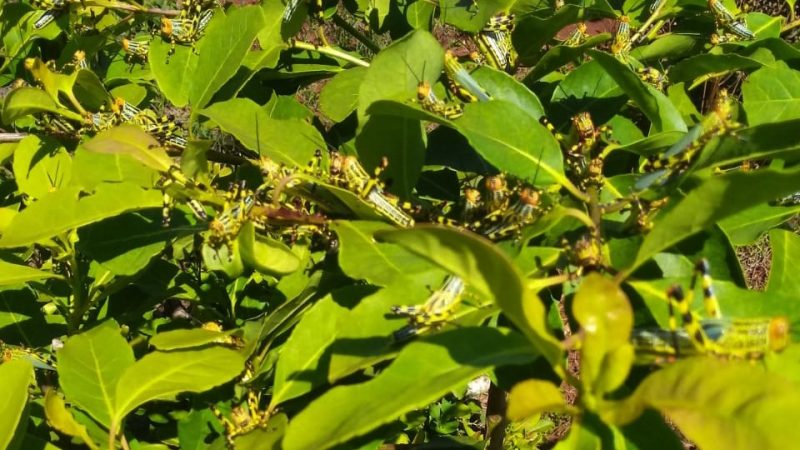 Governo argentino detecta novo surto de gafanhotos pr&oacute;ximo ao Brasil – Foto: Divulga&ccedil;&atilde;o/Senasa