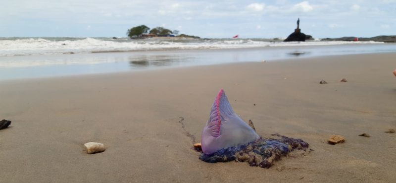 Caravela encontrada na Praia do Grant em Barra Velha 