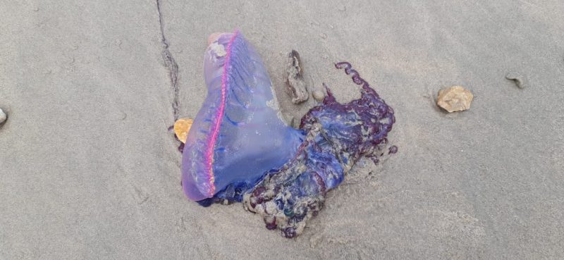 Coloração rosa e azul chama a atenção de banhista 