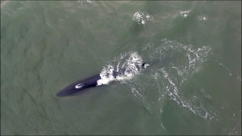 Quilha central proeminente e duas quilhas laterais na regi&atilde;o da cabe&ccedil;a facilitam identifica&ccedil;&atilde;o da esp&eacute;cie – Foto: Divulga&ccedil;&atilde;o/ProFranca/ND