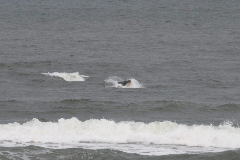 Em novembro, per&iacute;odo da safra da anchova, as baleias-de-bryde podem se alimentar deste peixe na costa catarinense. Na avistagem deste domingo as baleias estavam se alimentando – Foto: Divulga&ccedil;&atilde;o/ProFranca/ND