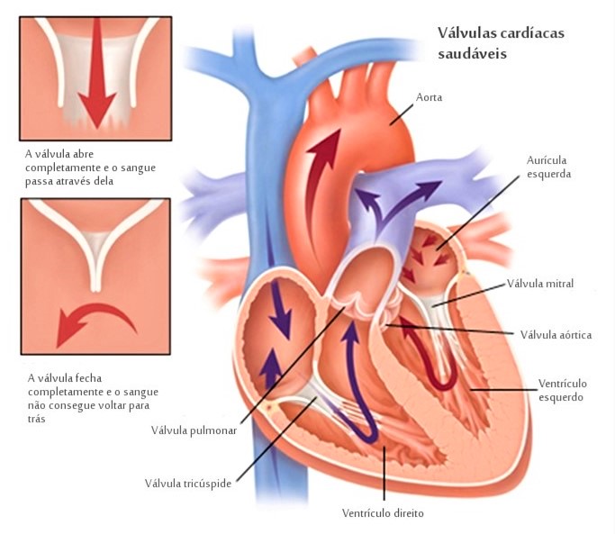 Entenda como funcionam as válvulas do coração &#8211; Foto: Programa Harvard Medical School Portugal