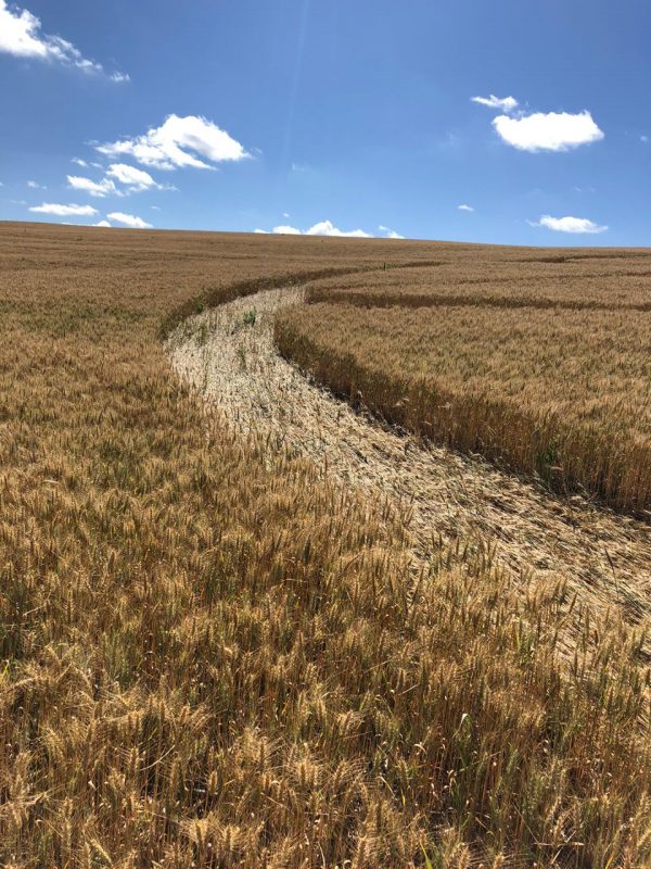 Os desenhos foram vistos em planta&ccedil;&atilde;o de trigo de Ipua&ccedil;u – Foto: Jean Bertosso/Revista UFO/Divulga&ccedil;&atilde;o