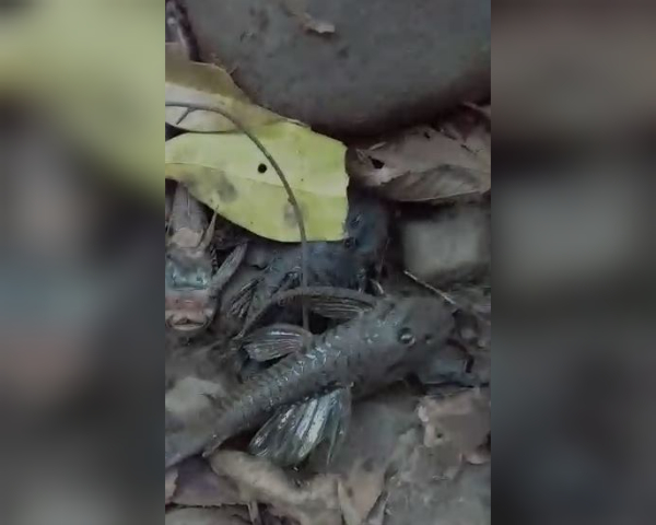 Diversas esp&eacute;cies de peixe morreram por conta da seca no rio Mandassaia – Foto: Reprodu&ccedil;&atilde;o/Divulga&ccedil;&atilde;o