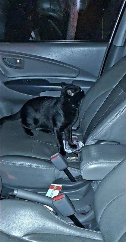 Mulher sofre sequestro rel&acirc;mpago junto com gatinho, em Balne&aacute;rio Cambori&uacute;. – Foto: Divulga&ccedil;&atilde;o/Pol&iacute;cia Militar de Cambori&uacute;