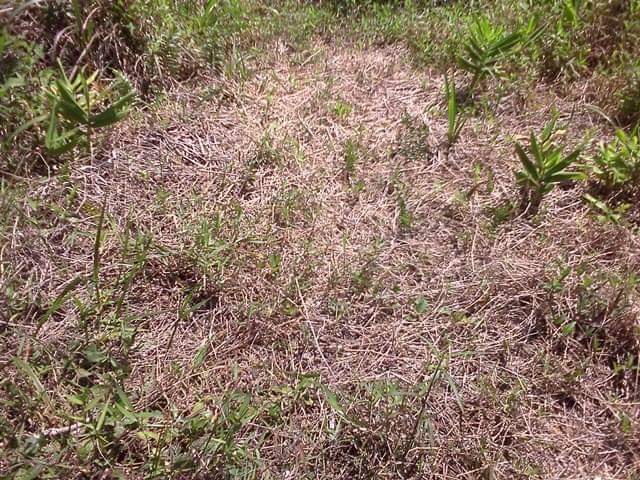 Caso ocorreu na mesma regi&atilde;o onde o fen&ocirc;meno cabelo de anjo j&aacute; havia sido registrado em fevereiro deste ano – Foto: Divulga&ccedil;&atilde;o/ND