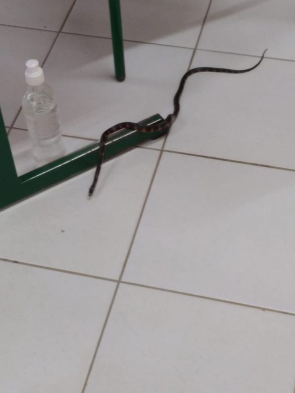 Cobra &eacute; capturada pelos bombeiros em escola de Xanxer&ecirc; – Foto: TRE/SC
