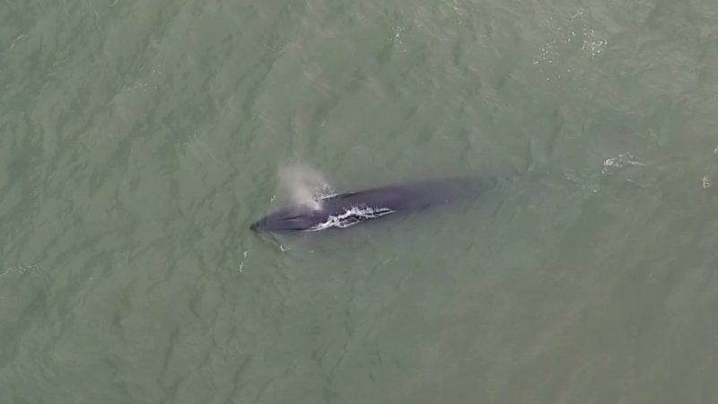 Grupo de baleias s&atilde;o avistadas em praia de Laguna – Foto: Divulga&ccedil;&atilde;o/ProFranca/ND