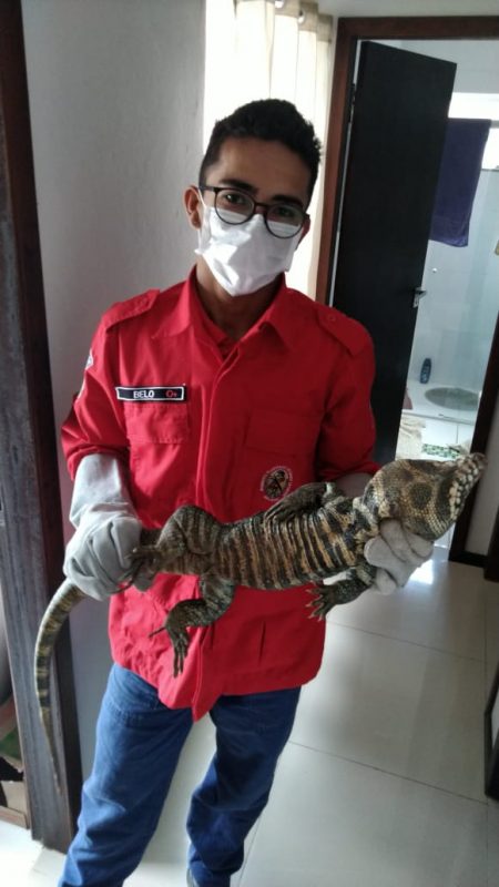 Bombeiros voluntários foram acionados e imediatamente foram até a casa da moradora. Capturaram o animal e soltaram no seu habitat natural – Foto: Corpo de Bombeiros Voluntários de Schroeder