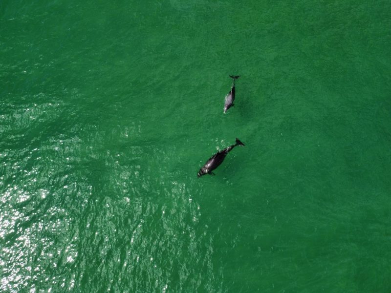 Os golfinhos foram vistos pela manh&atilde; – Foto: Anderson Coelho/ND