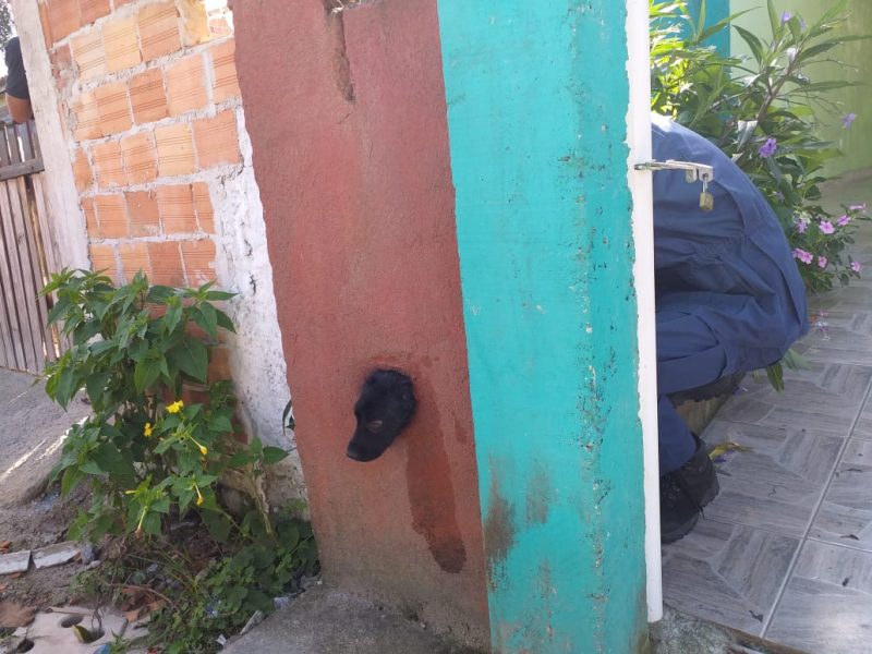 O cachorro ficou preso em uma tubula&ccedil;&atilde;o no muro da casa – Foto: Corpo de Bombeiros/Divulga&ccedil;&atilde;o