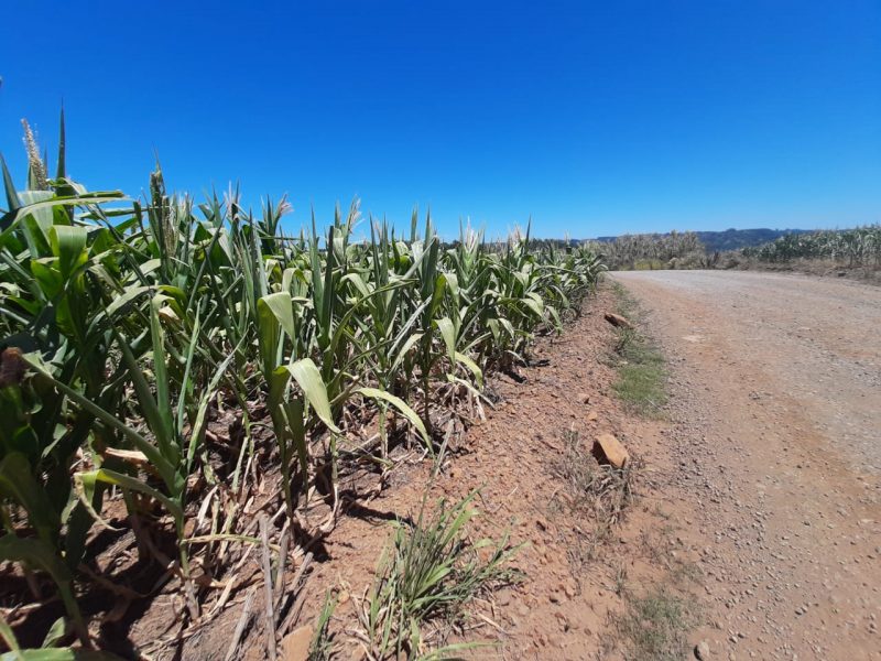 Extremo-Oeste do Estado sofreu mais intensamente os impactos da estiagem. – Foto: Prefeitura de São Miguel do Oeste