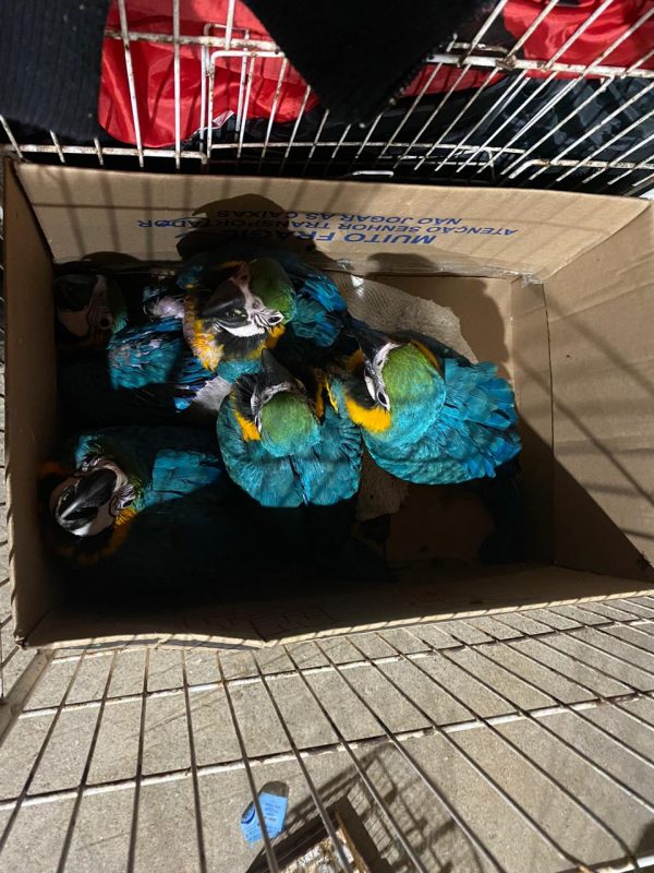 Araras carindé armazenadas em caixas