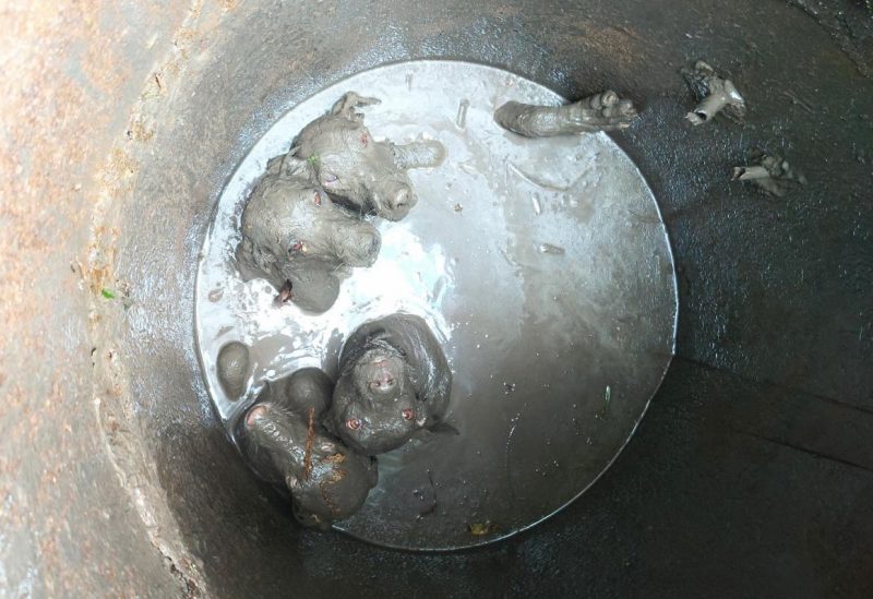 Quatro c&atilde;es foram resgatados de po&ccedil;o de lama em Jaragu&aacute; do Sul – Foto: F&aacute;bio Junkes/OCP News