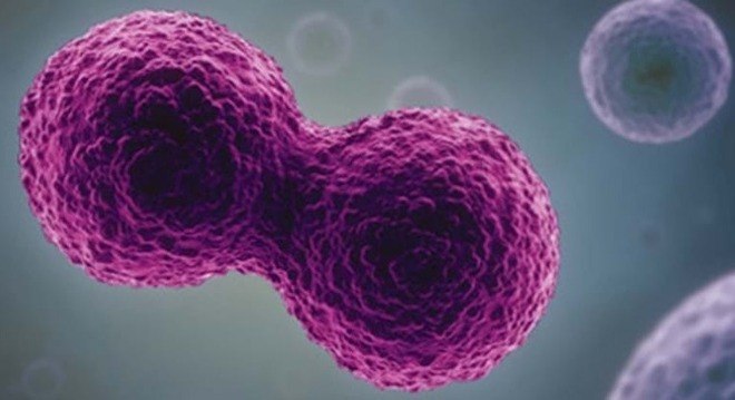 Estudo vai verificar a efic&aacute;cia de c&eacute;lulas-tronco no tratamento da Covid-19 – Foto: Reprodu&ccedil;&atilde;o/NYAS