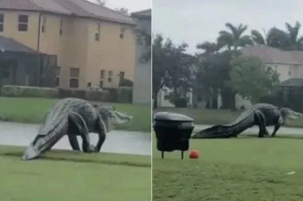 Crocodilo passeando em campo de golfe – Foto: Reprodu&ccedil;&atilde;o/Youtube