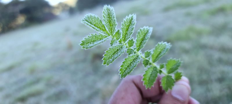 Final da próxima semana deve ser de frio intensa no Planalto Sul catarinense