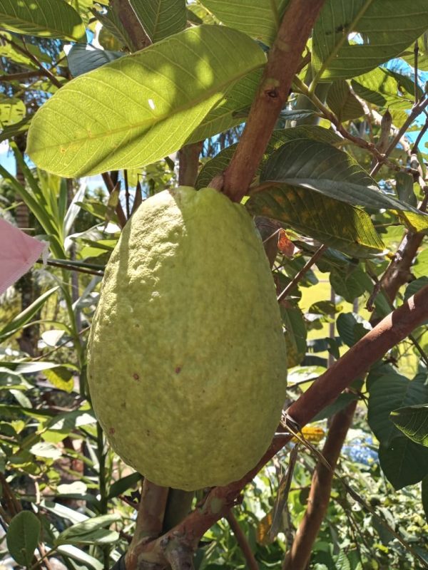 folhas de goiaba que ajudam a reduzir colesterol alto